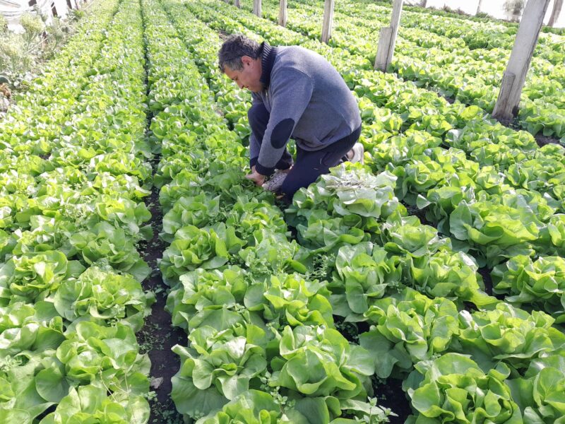 Primavara la ferma - targ recreational pentru parinti si copii - imagine 10